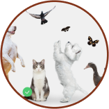 Pet friendly icon